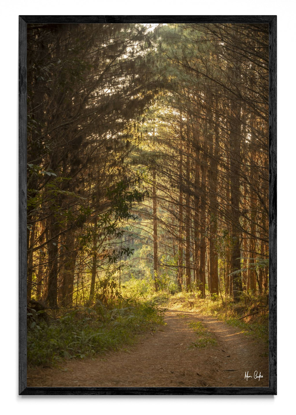 CAMINO DE VIDA - FotoV N