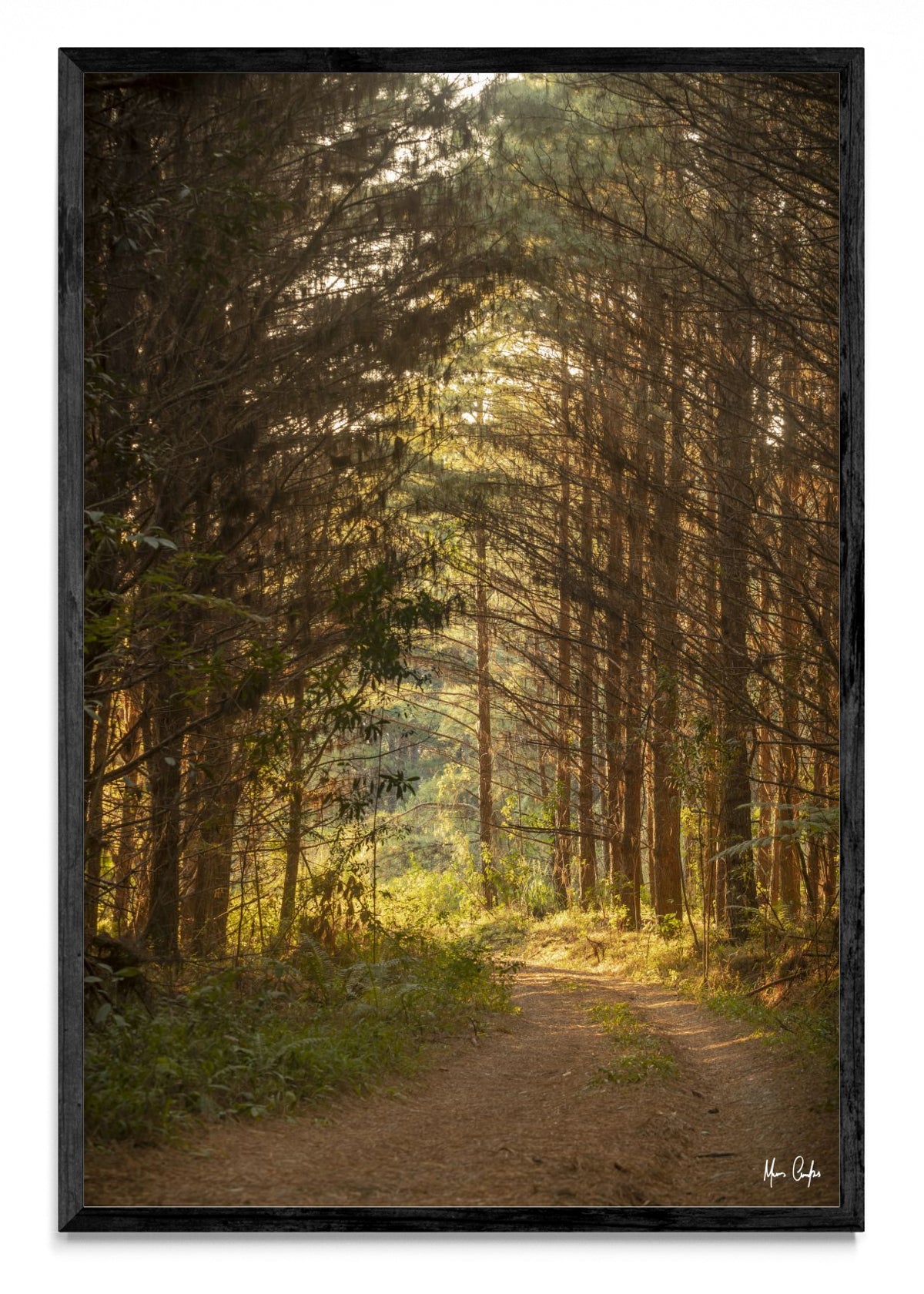 CAMINO DE VIDA - FotoV N