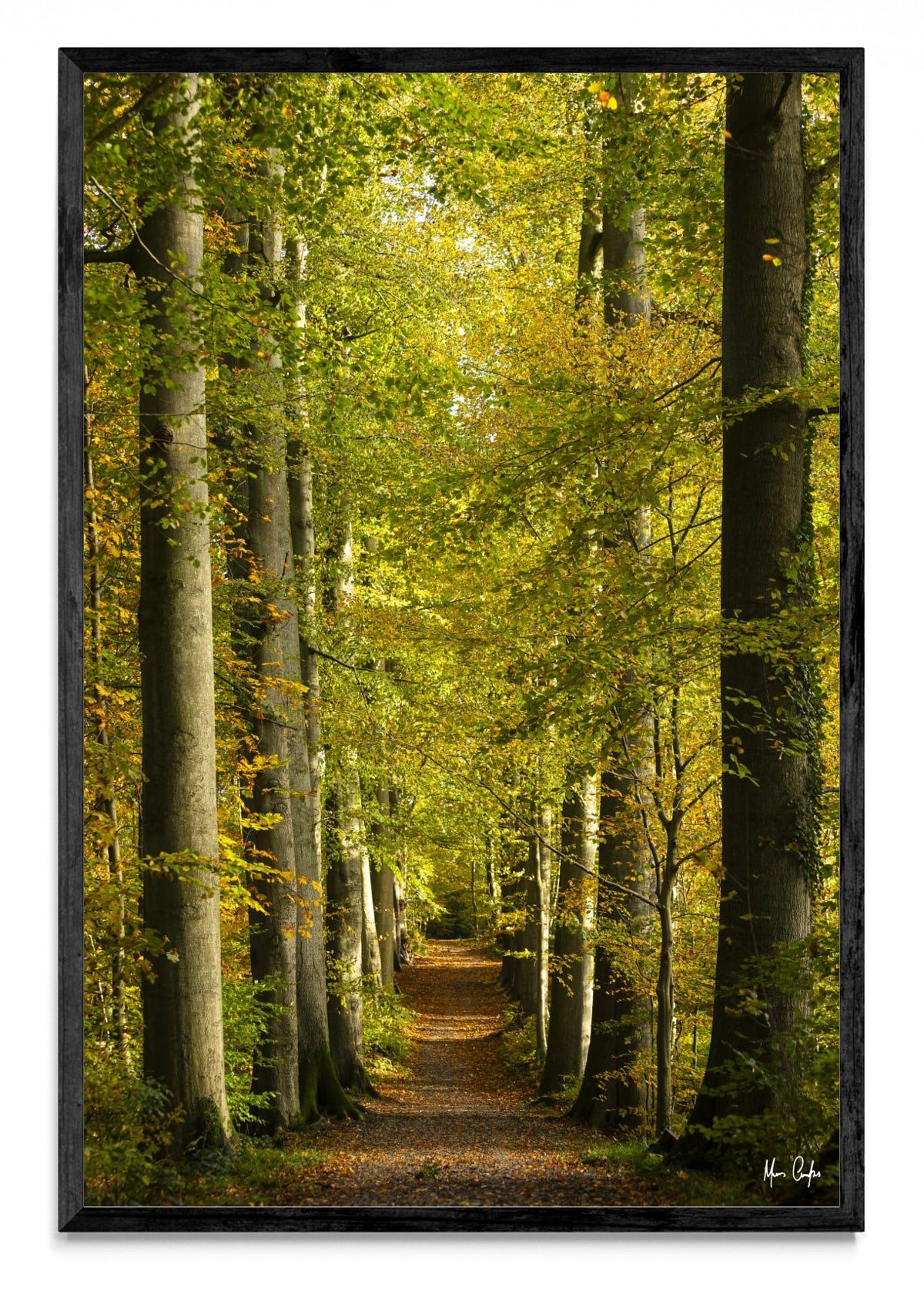 UN SENDERO OTOÑAL - 1 - FotoV N
