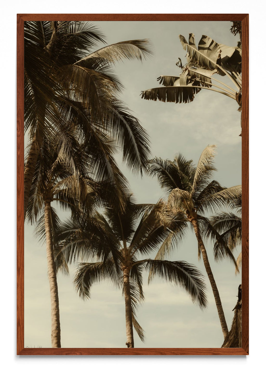 Sayulita Palms. Nayarit, México. - FotoV MO