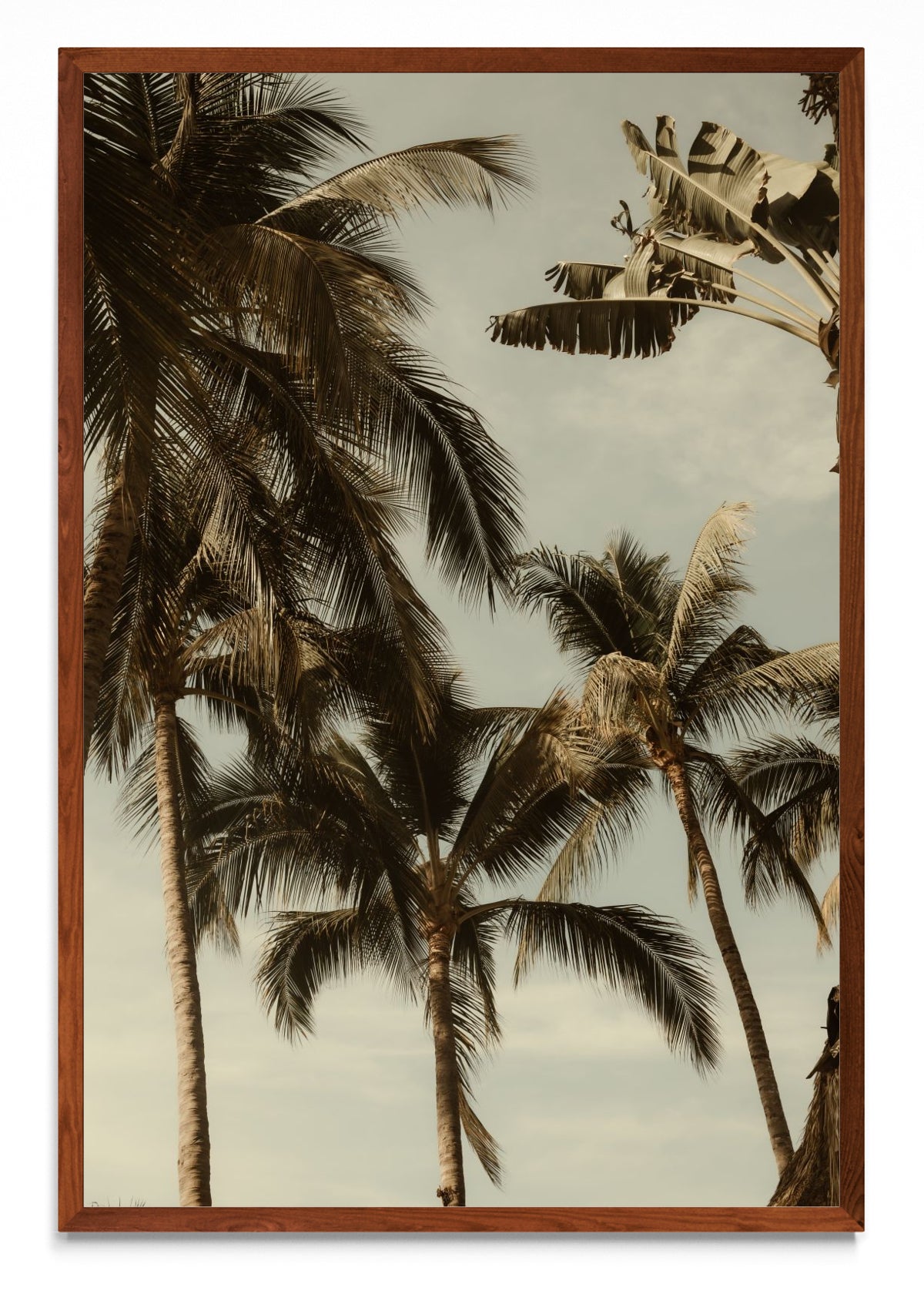 Sayulita Palms. Nayarit, México. - FotoV MO