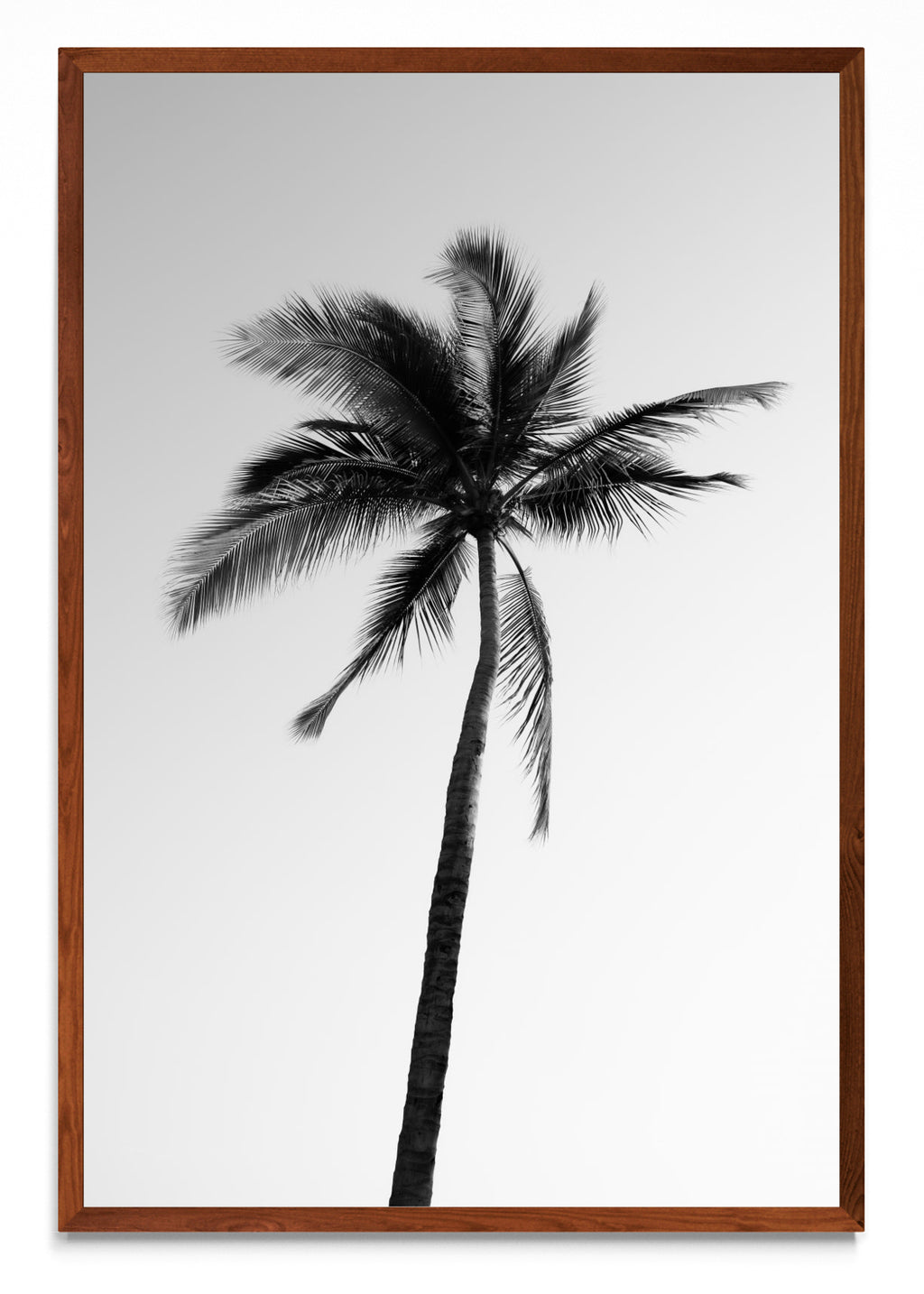 Sayulita Palm. Nayarit, México. - FotoV MO