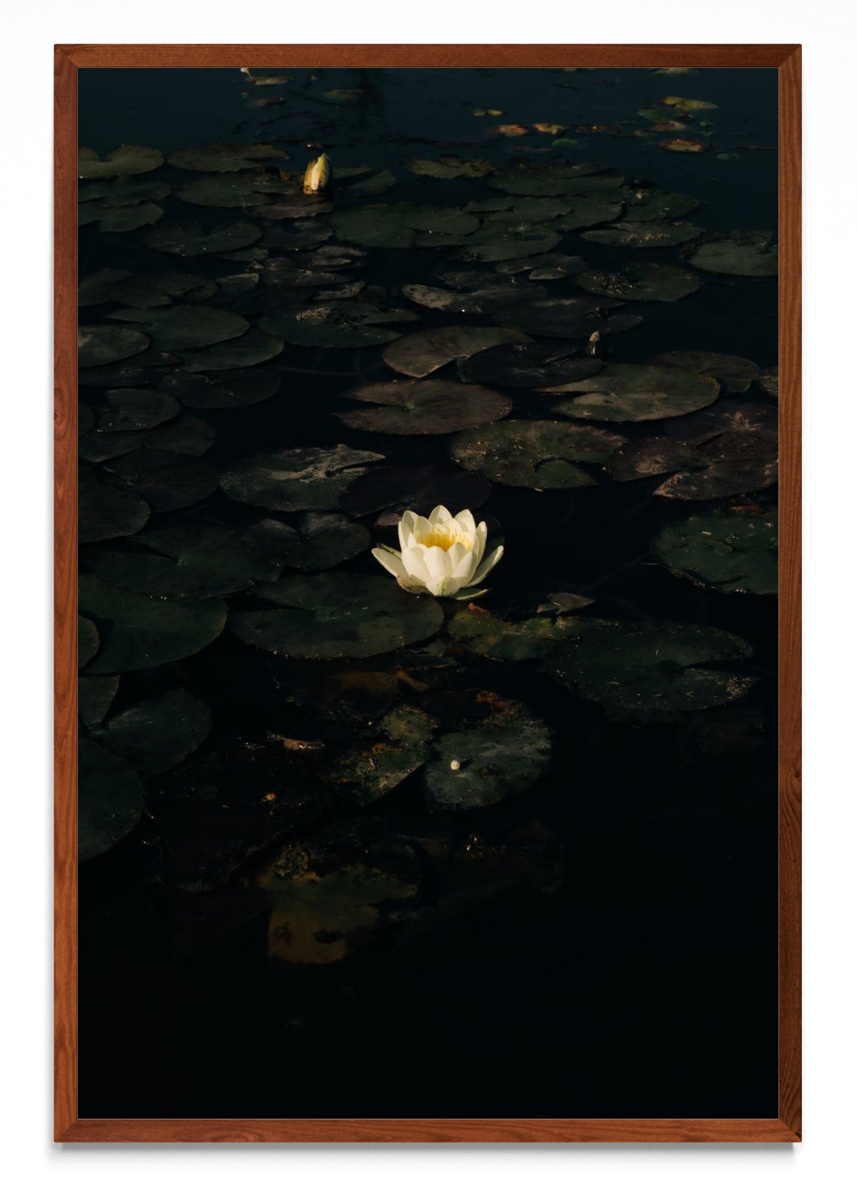 The White Lotus. Poderosa metamorfosis. - FotoV MO