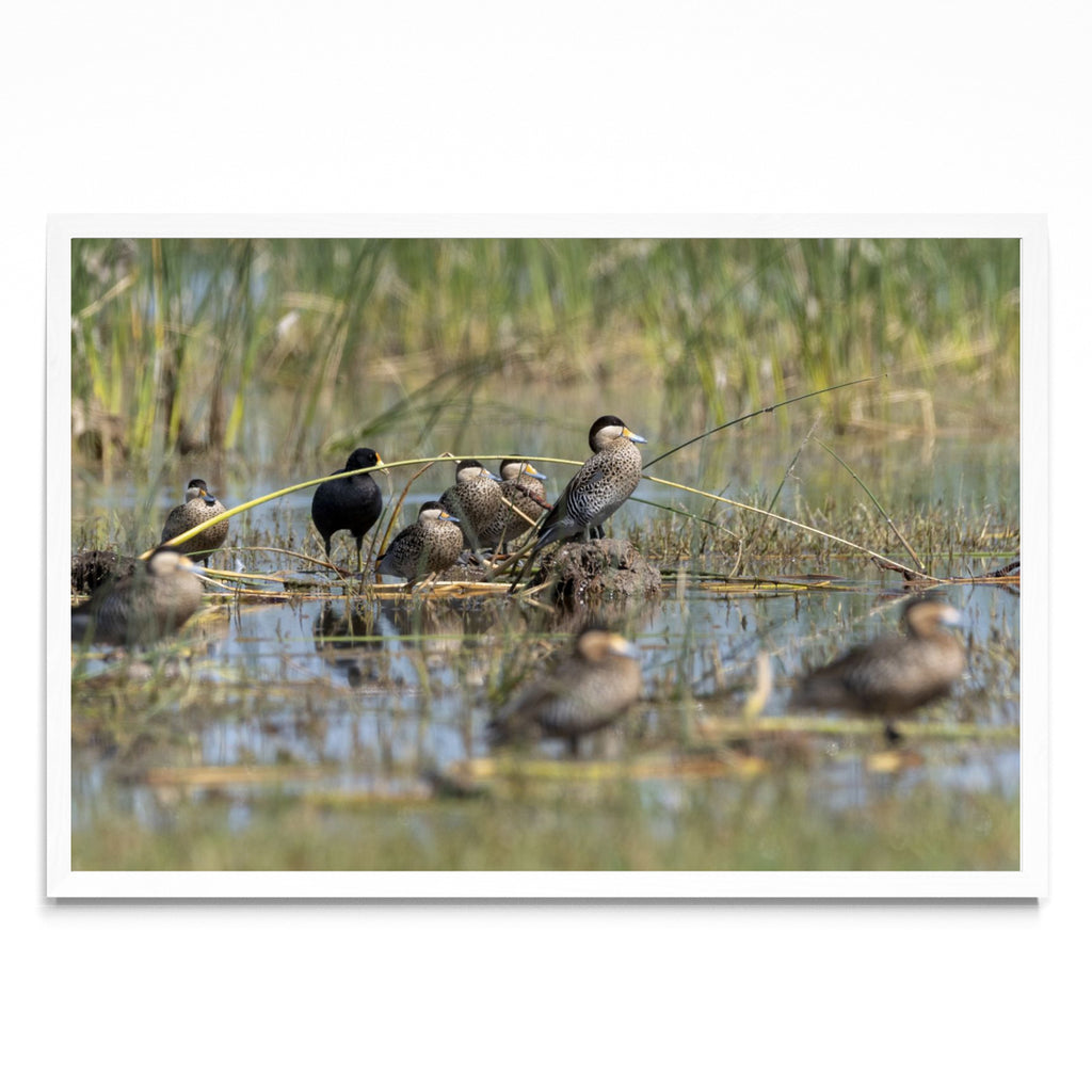 Patos Capuchino - FotoH BL