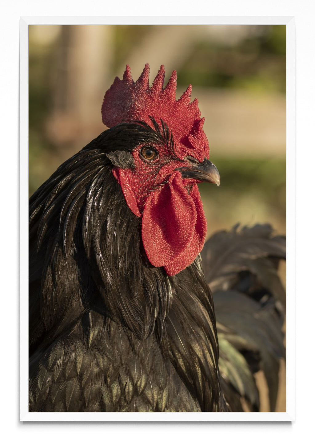Gallo - FotoV BL