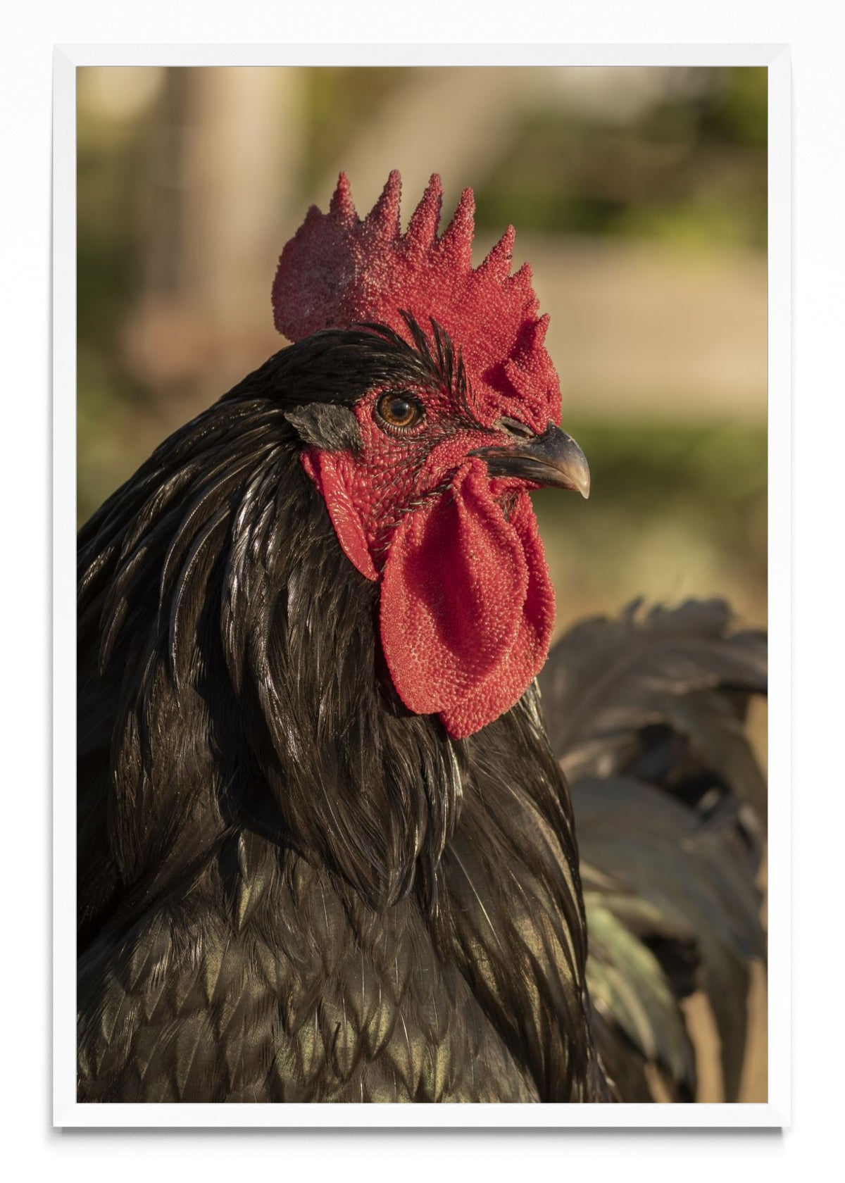 Gallo - FotoV BL