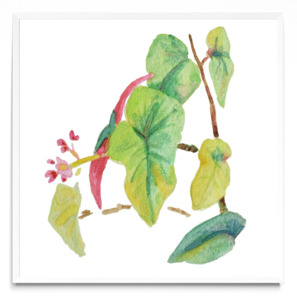Caladium simple - Cuadrado BL