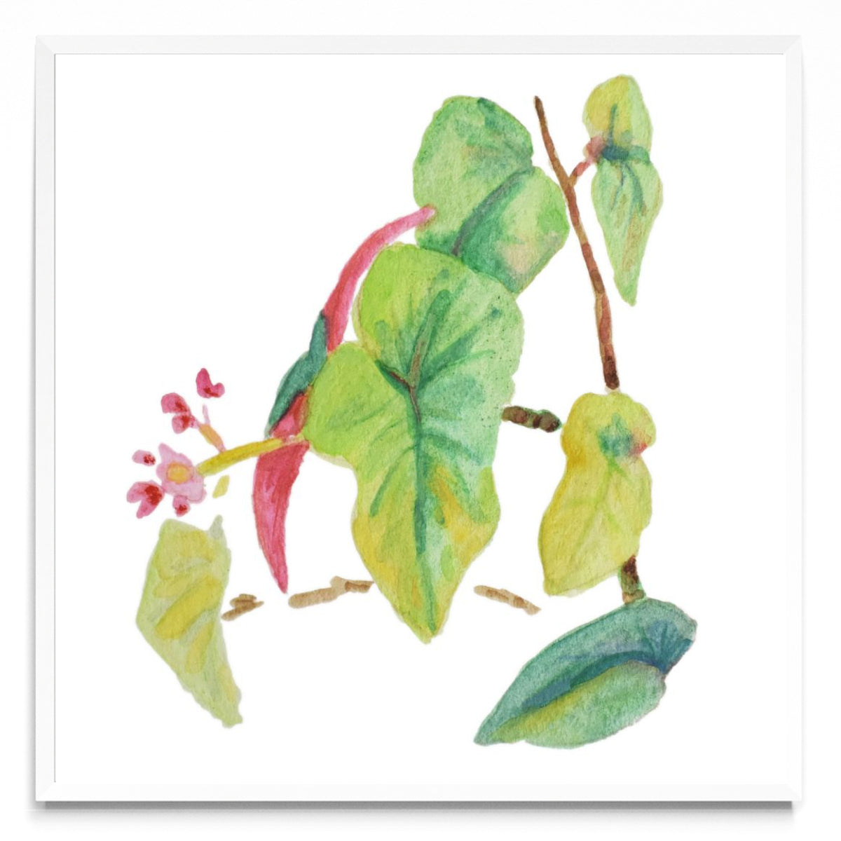 Caladium simple - Cuadrado BL