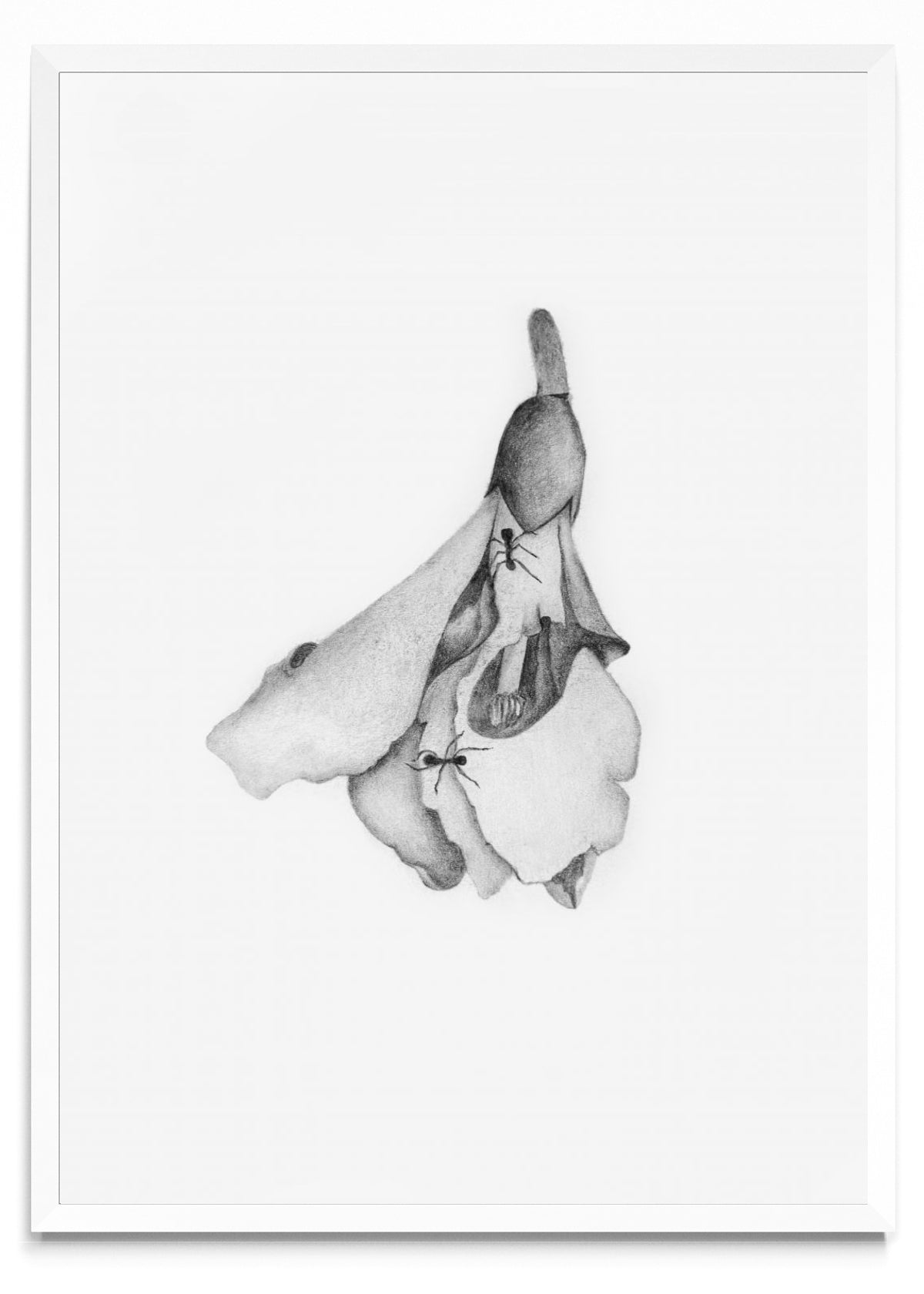 Hormigas - Retrato BL