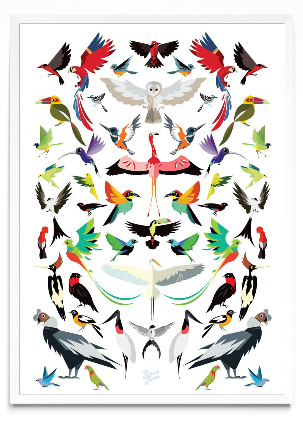 Aves de latino América - Retrato BL