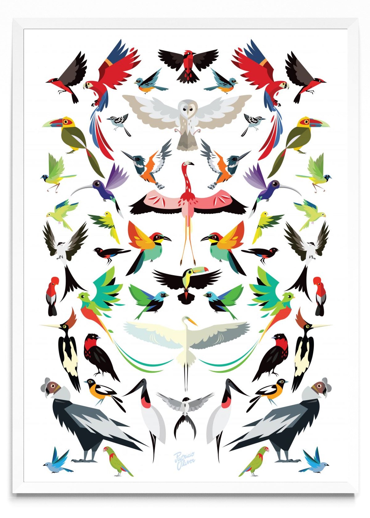 Aves de latino América - Retrato BL