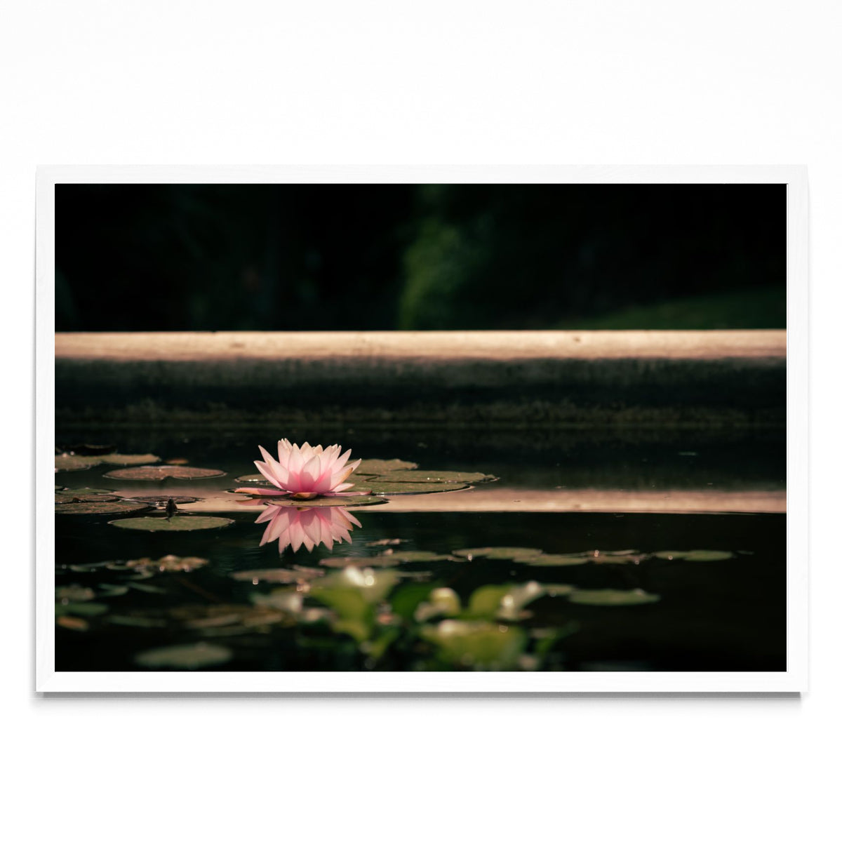 Flor en la superficie - FotoH BL