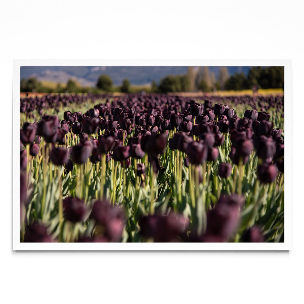 Tulipanes negros - FotoH BL