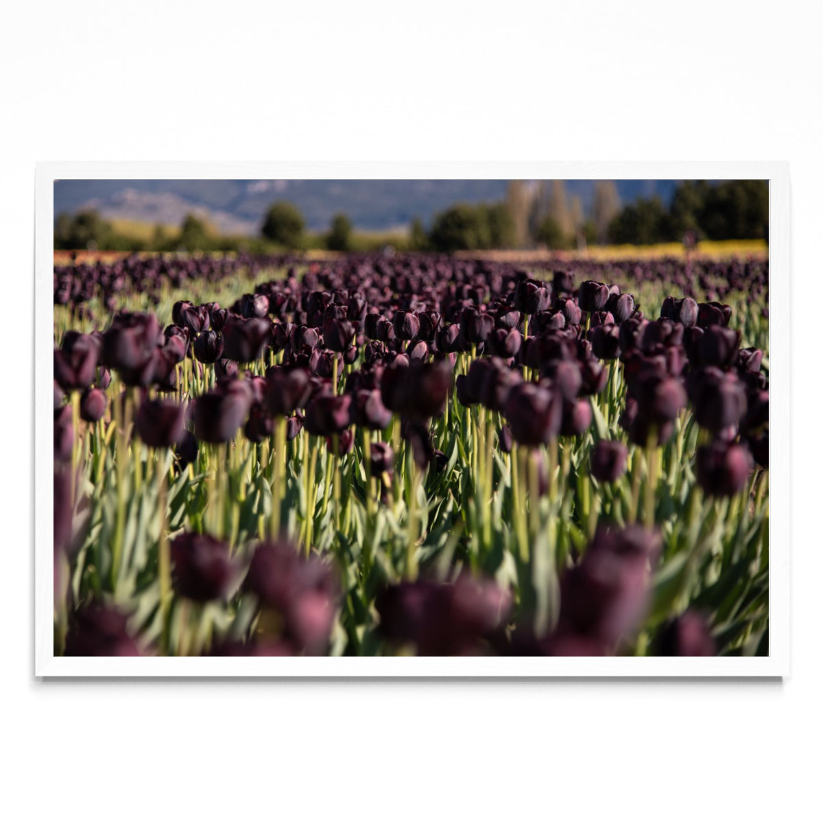 Tulipanes negros - FotoH BL