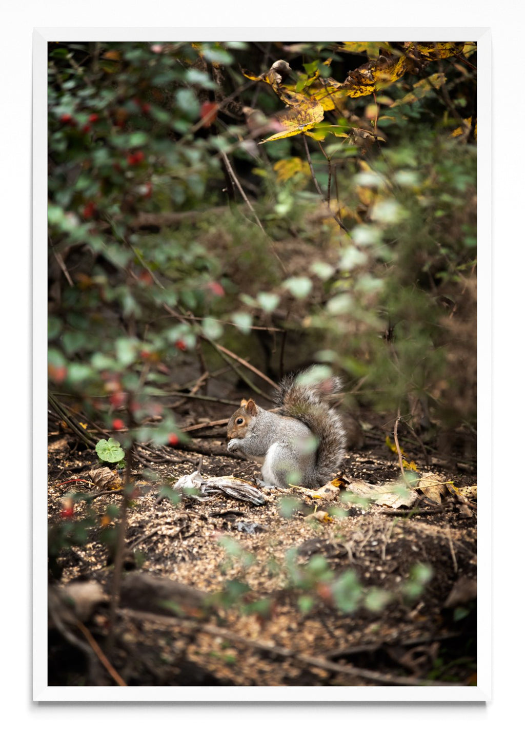 Fauna de Edimburgo - FotoV BL