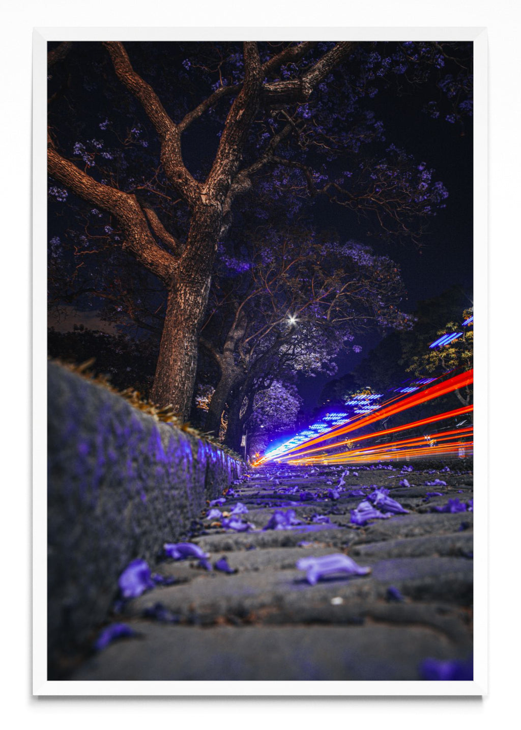 Jacarandá y luces - FotoV BL