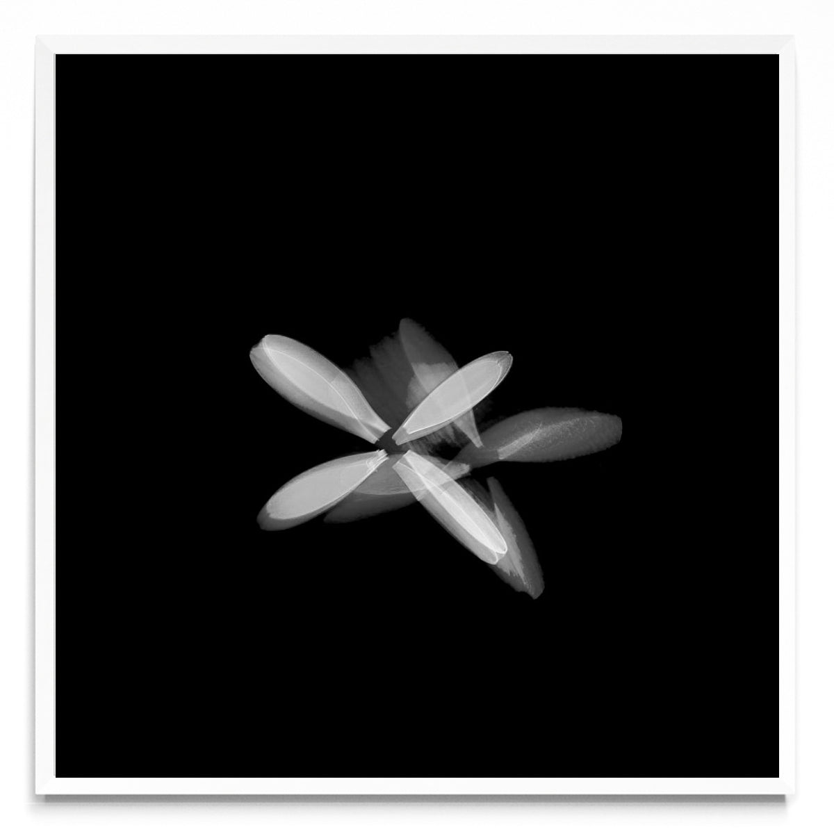 Flor blanca (Serie VICEVERSA) - Cuadrado BL