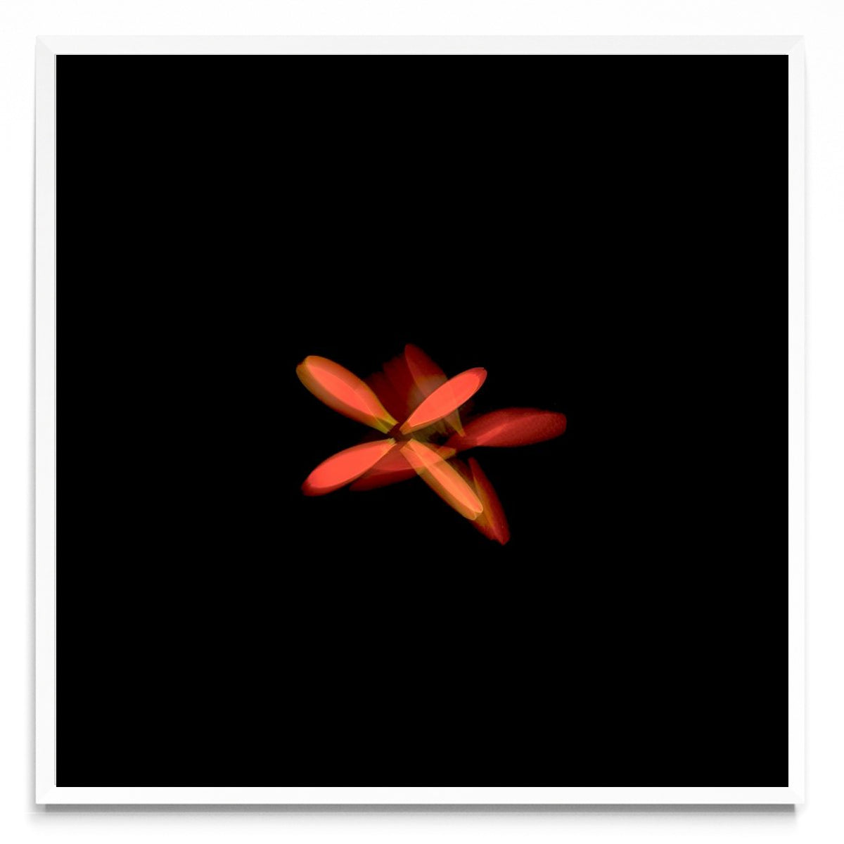 Flor naranja en movimiento - Cuadrado BL