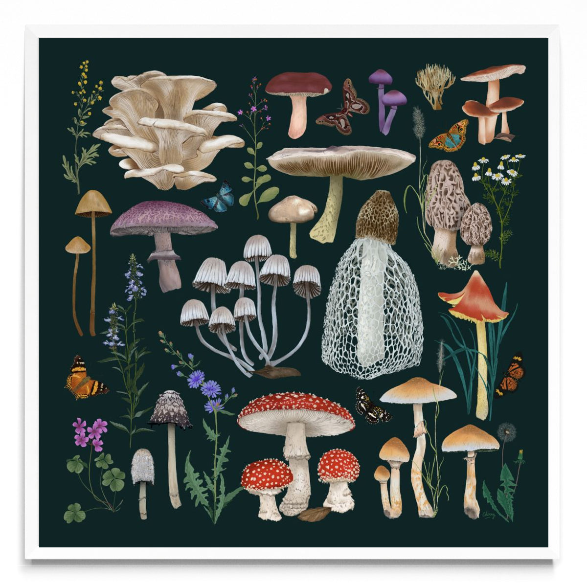 Fungi - Cuadrado BL