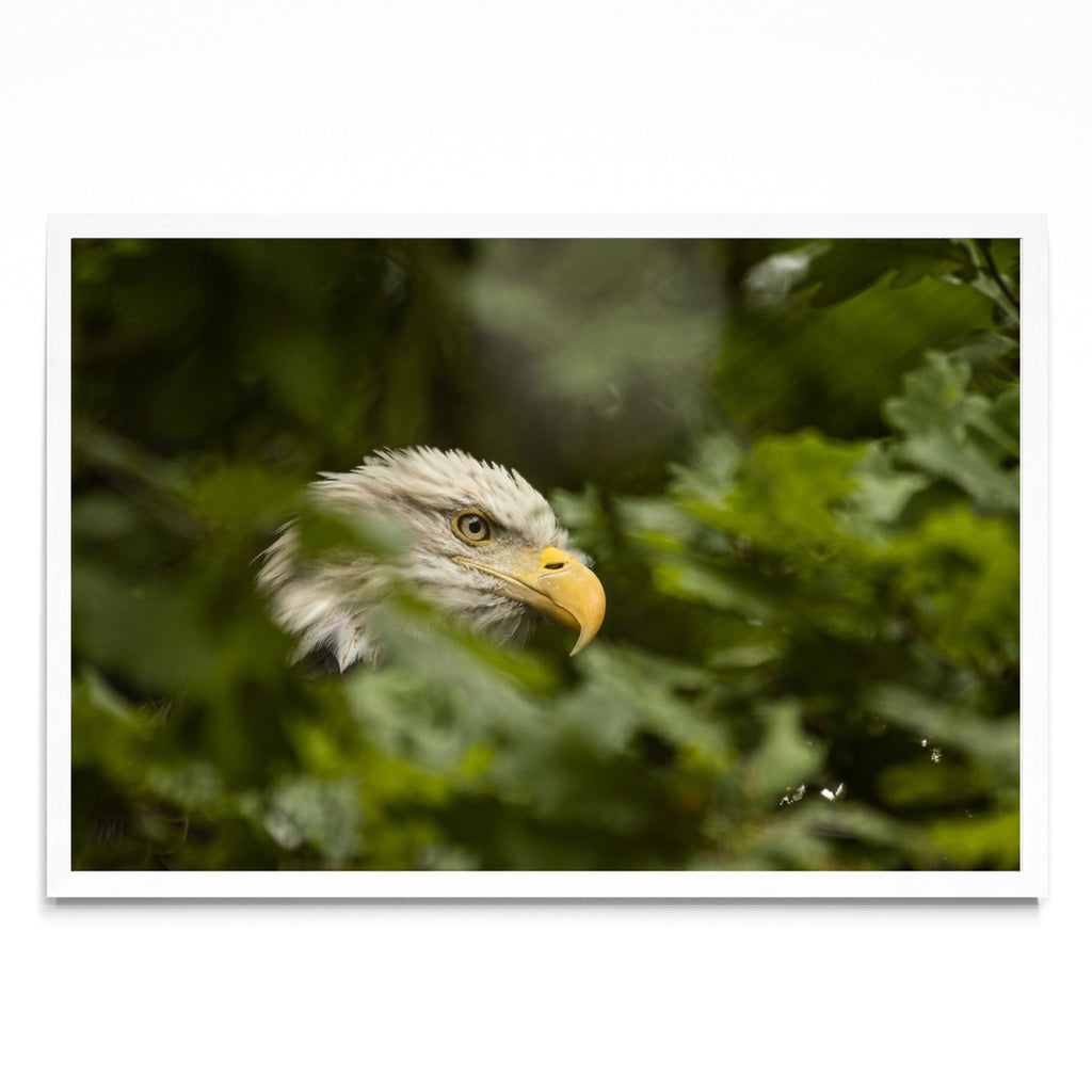 Mirada aviar - FotoH BL