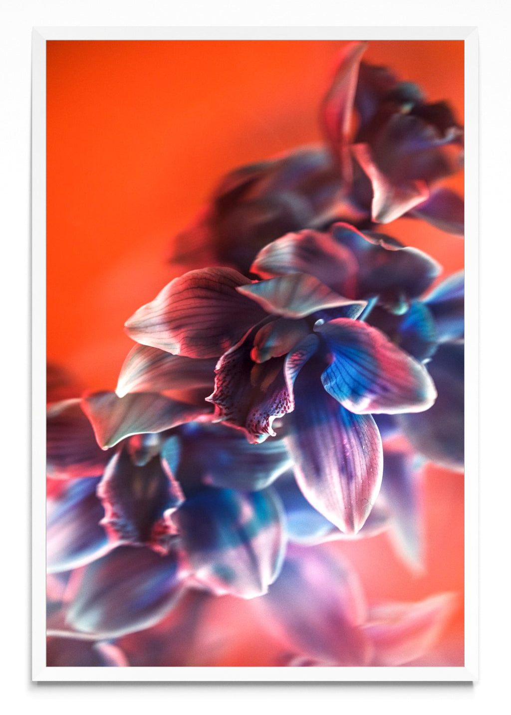 Orquídia I - FotoV BL