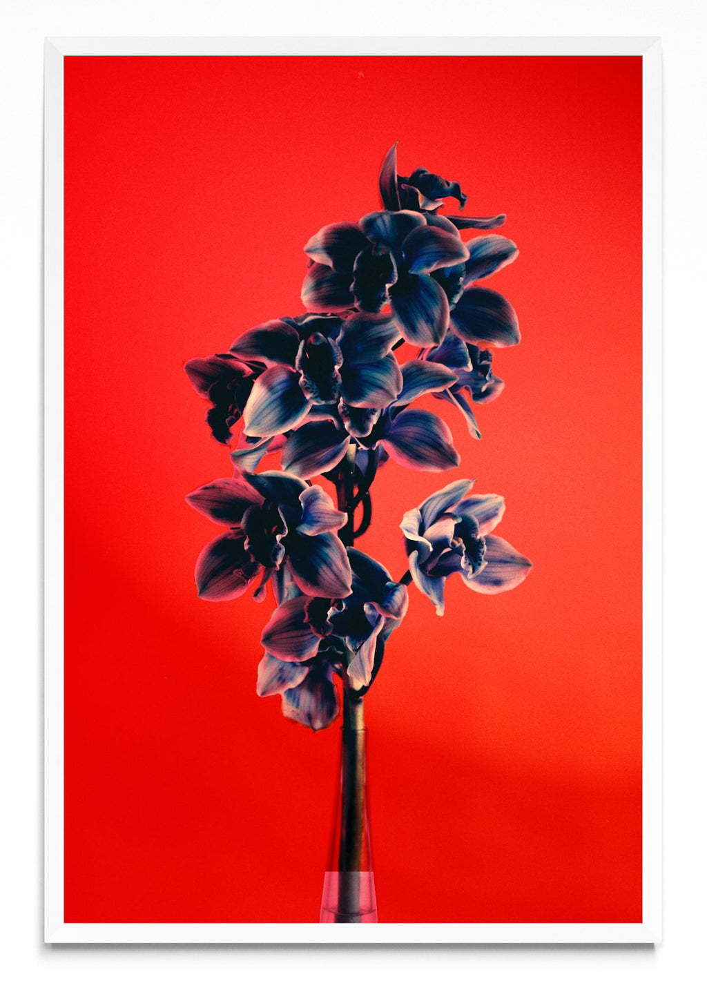 Orquídia II - FotoV BL