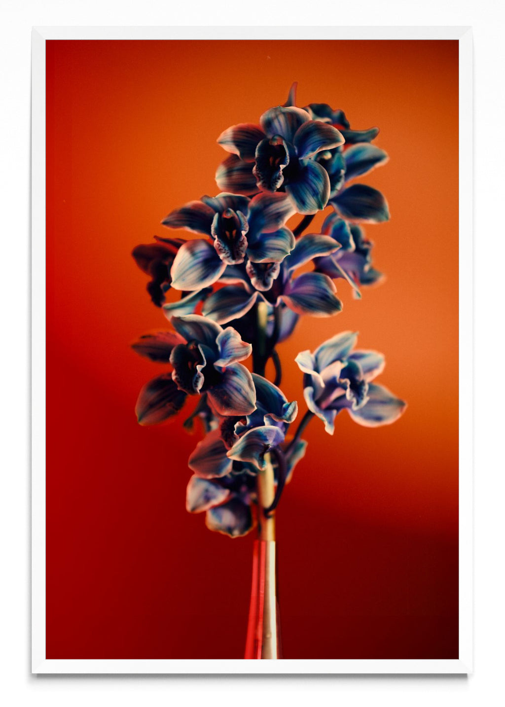 Orquídia III - FotoV BL
