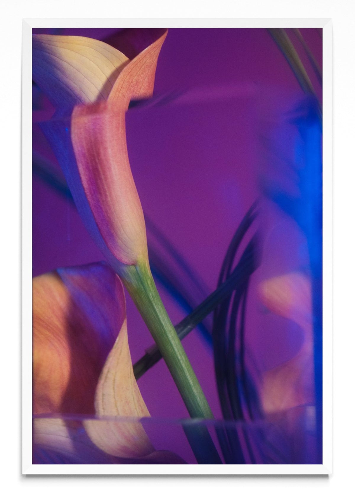 Cala V - FotoV BL