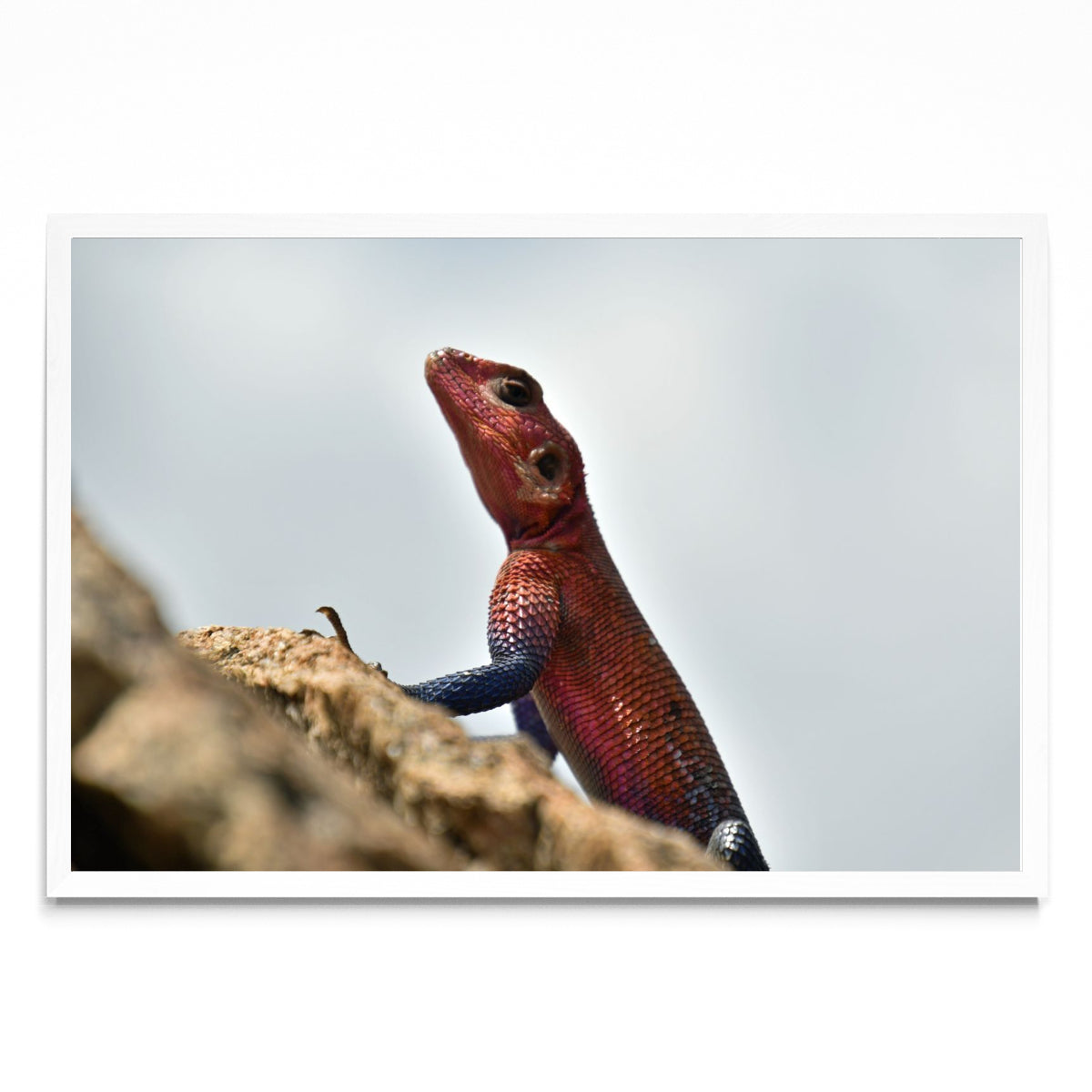 LIZARD - FotoH BL