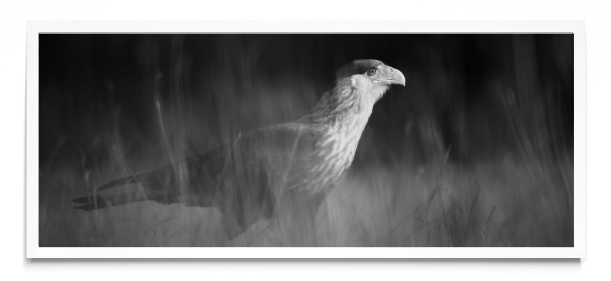 Caracara plancus - Pano H BL