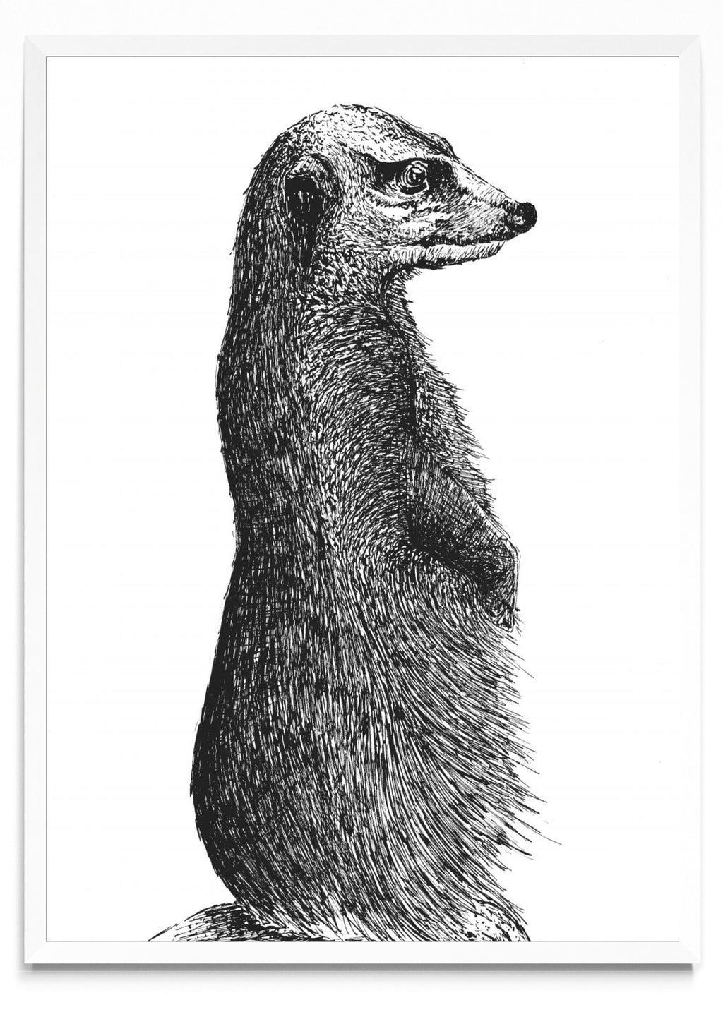Timón - Retrato BL