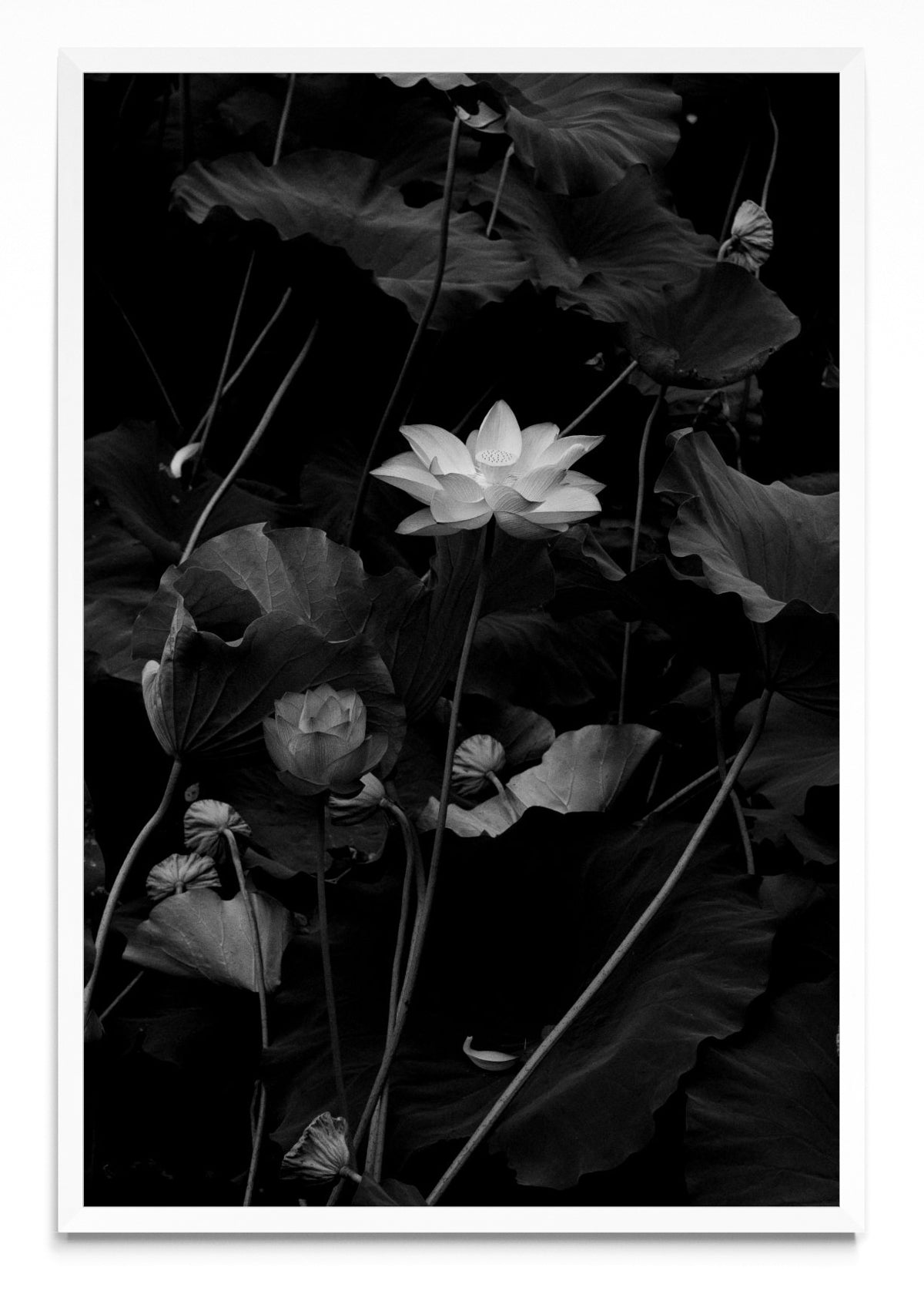 Flor de Loto - FotoV BL
