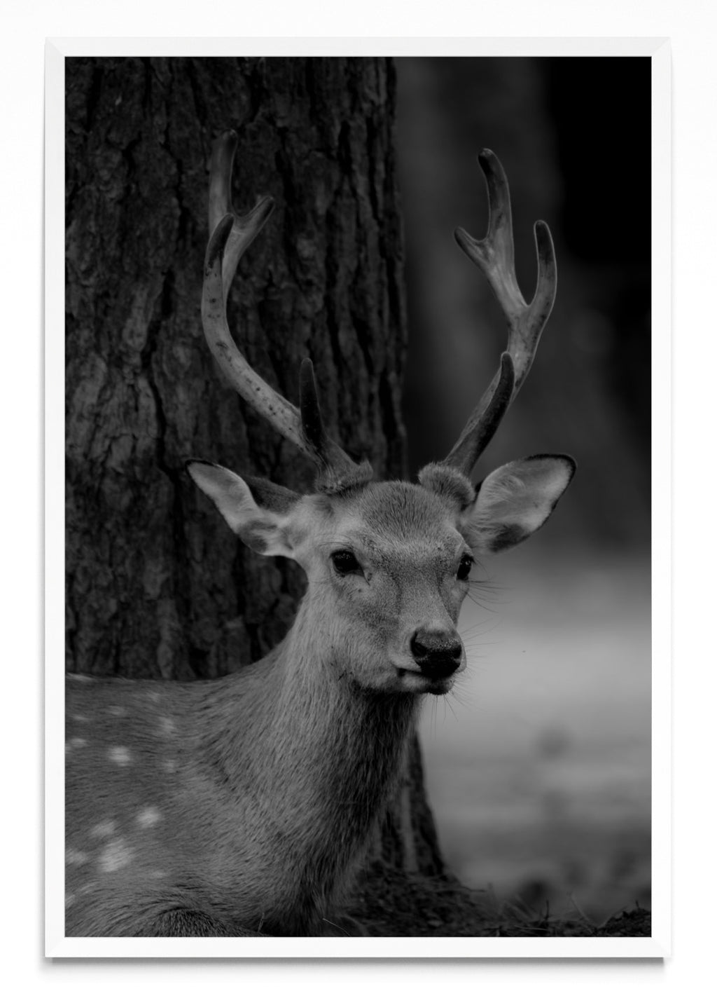 Nara Deer - FotoV BL