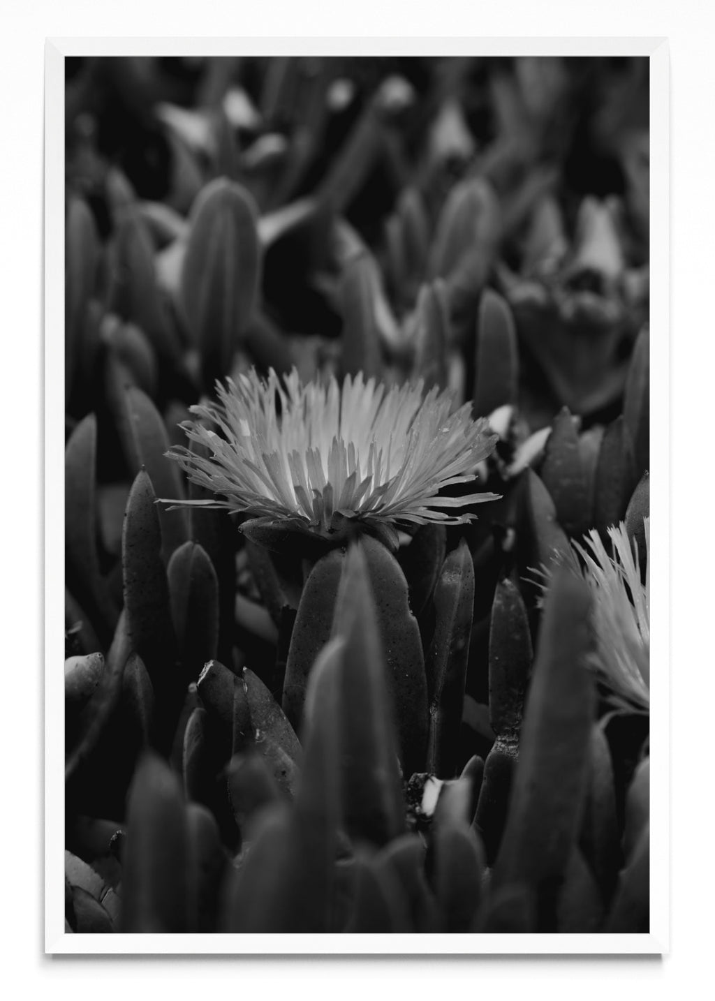 Margarita - FotoV BL