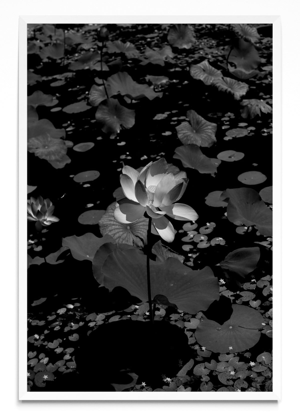 Flor de Loto - FotoV BL