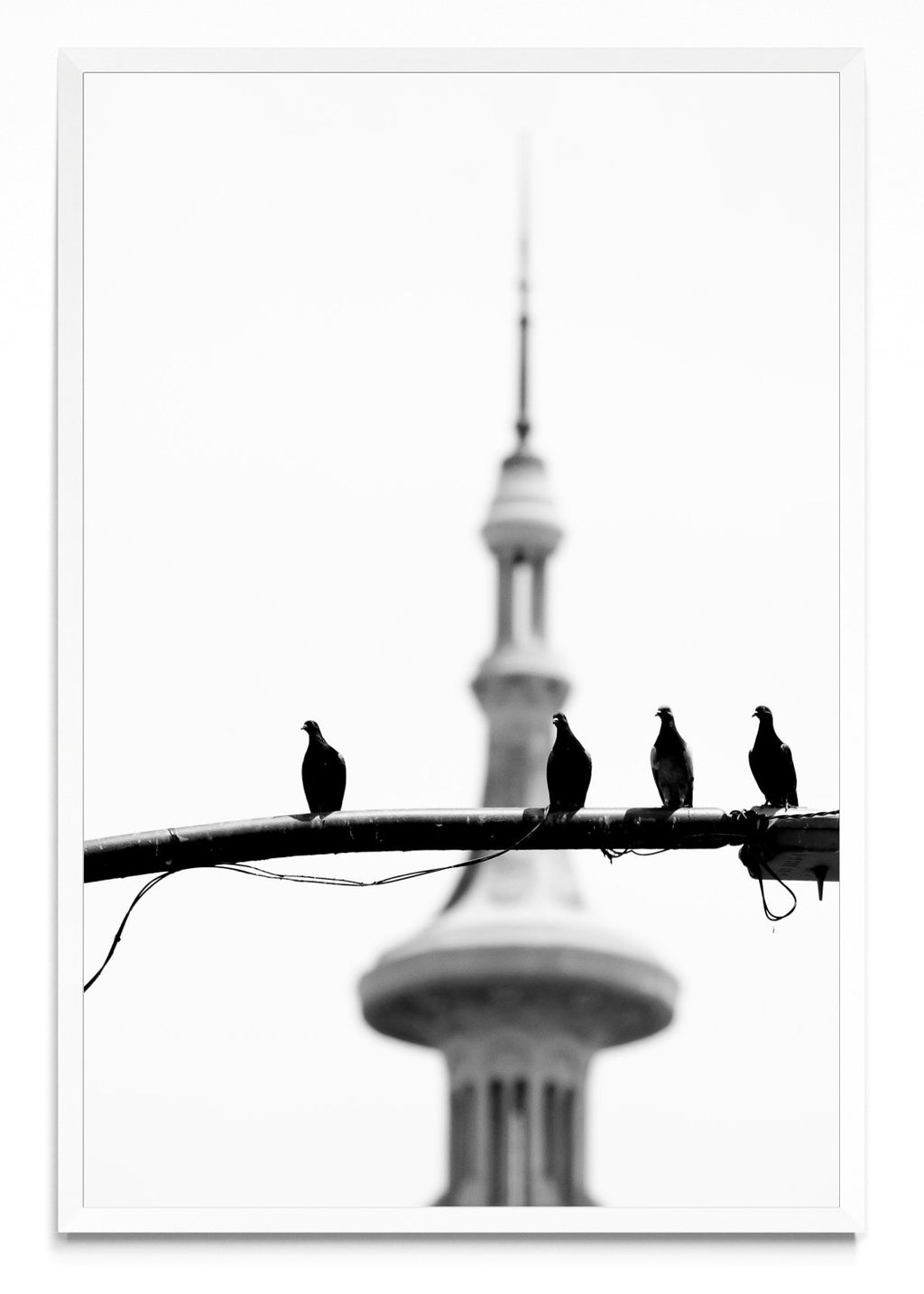 Palomas por Congreso - FotoV BL