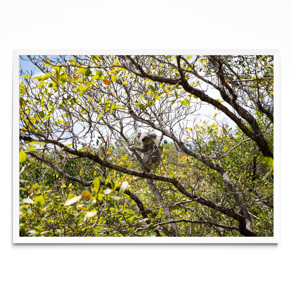 Koala 01 - Paisaje BL