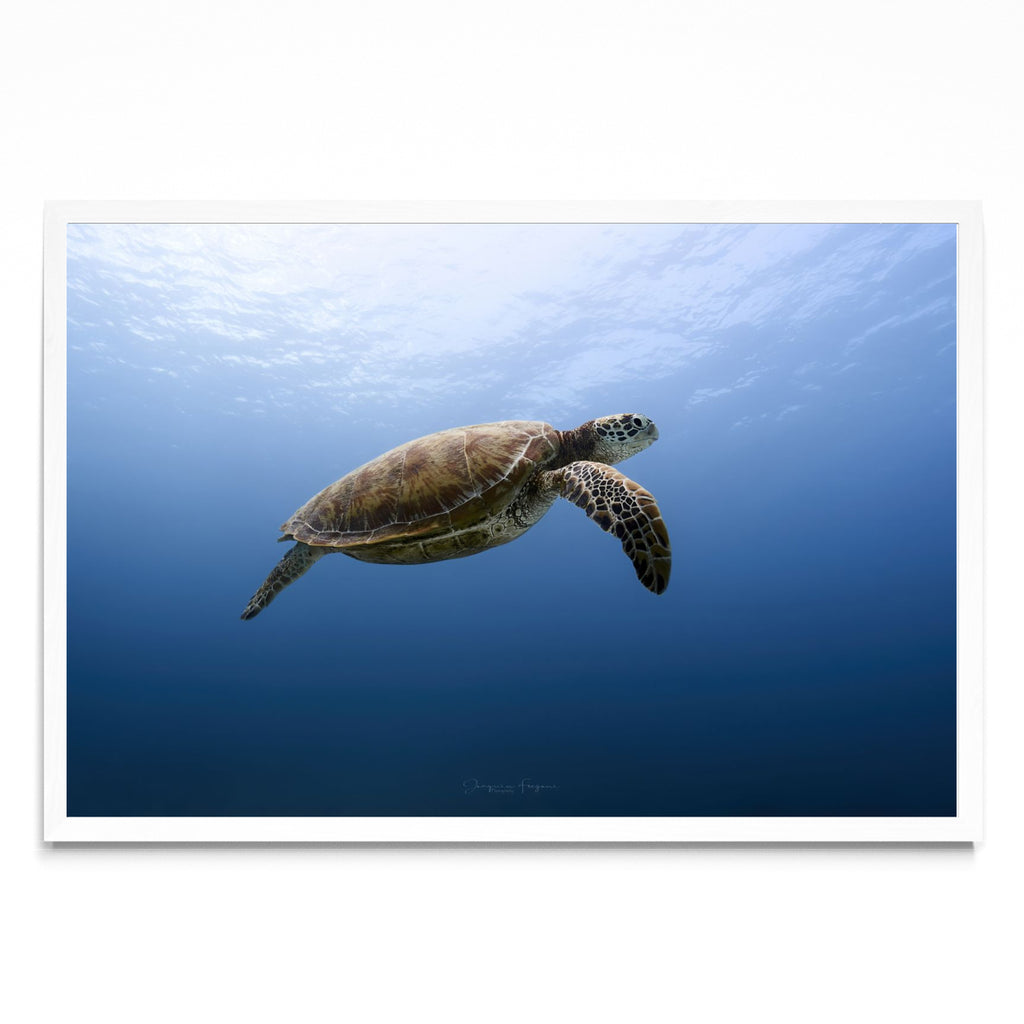 Flying turtle - FotoH BL