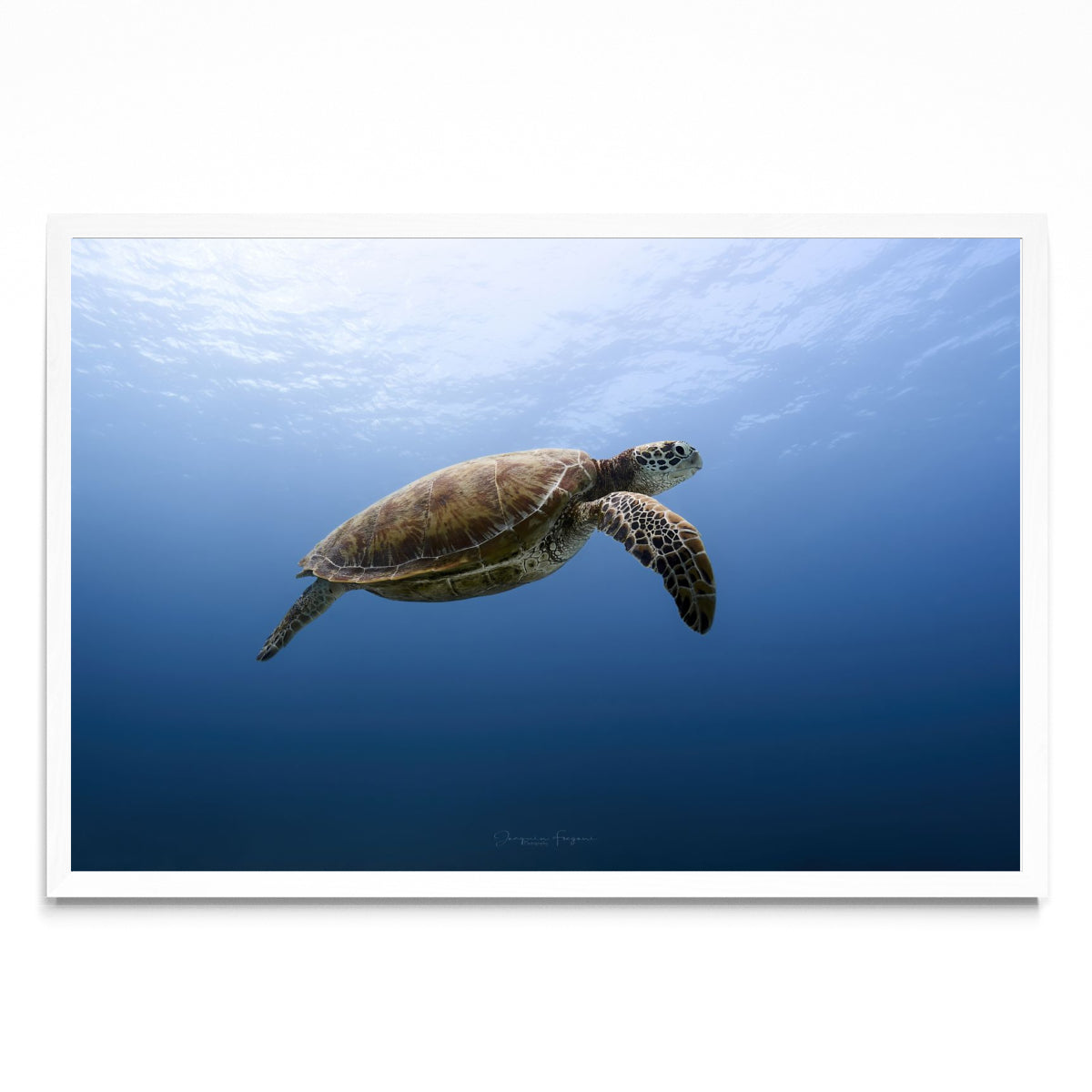 Flying turtle - FotoH BL