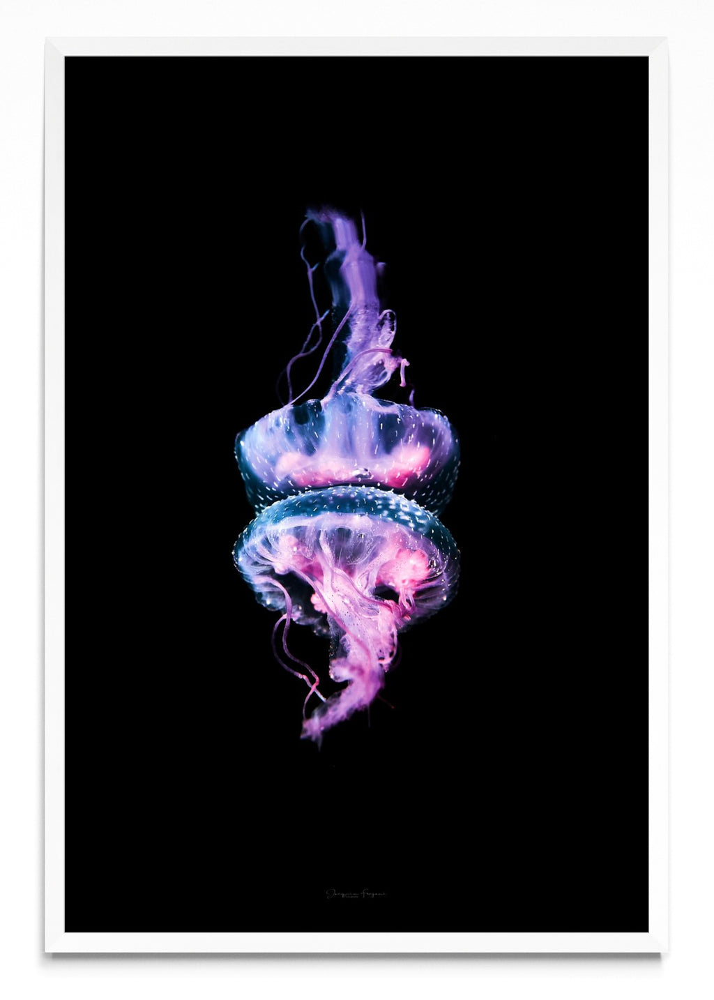 Jelly - FotoV BL