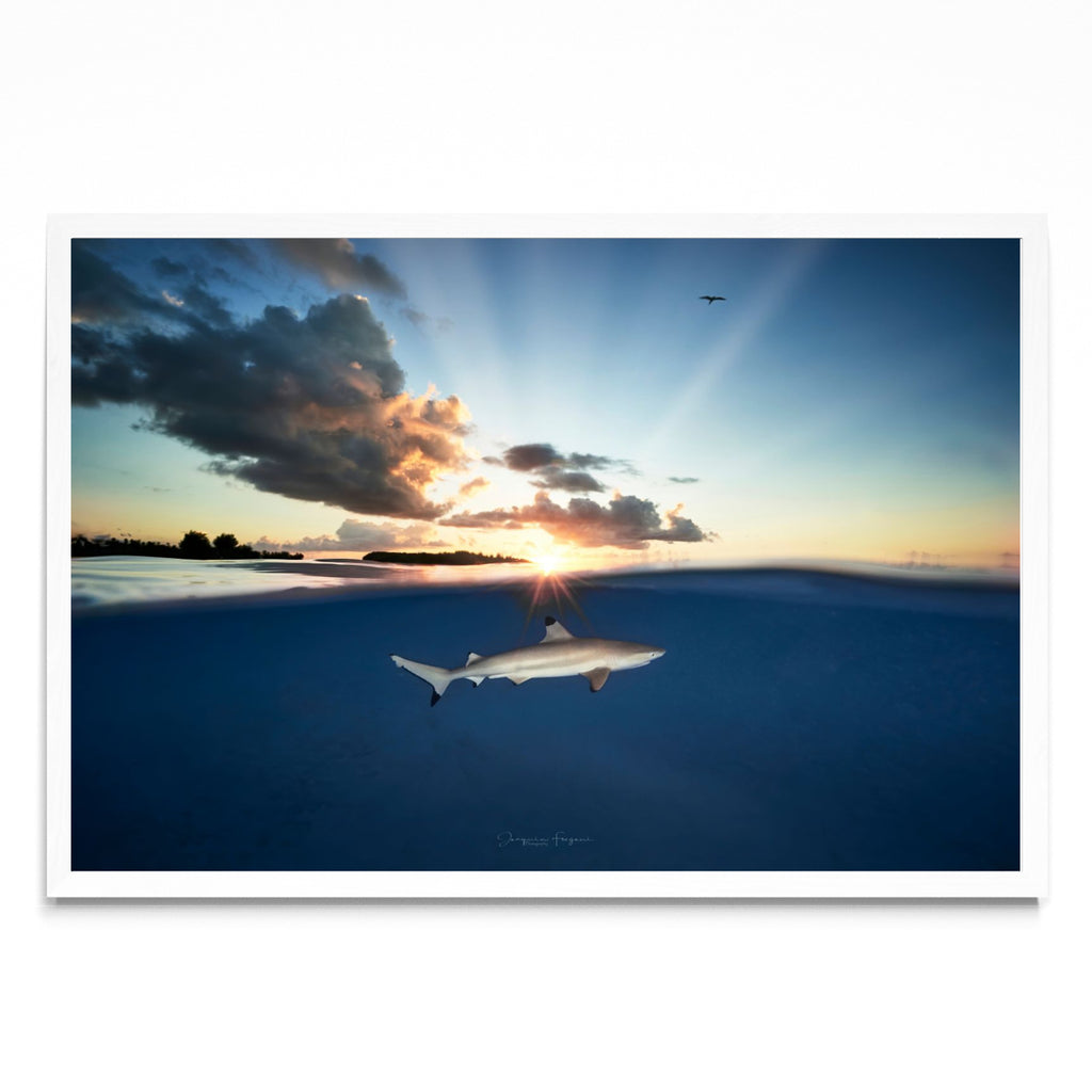 Punta negra bajo el sol - FotoH BL