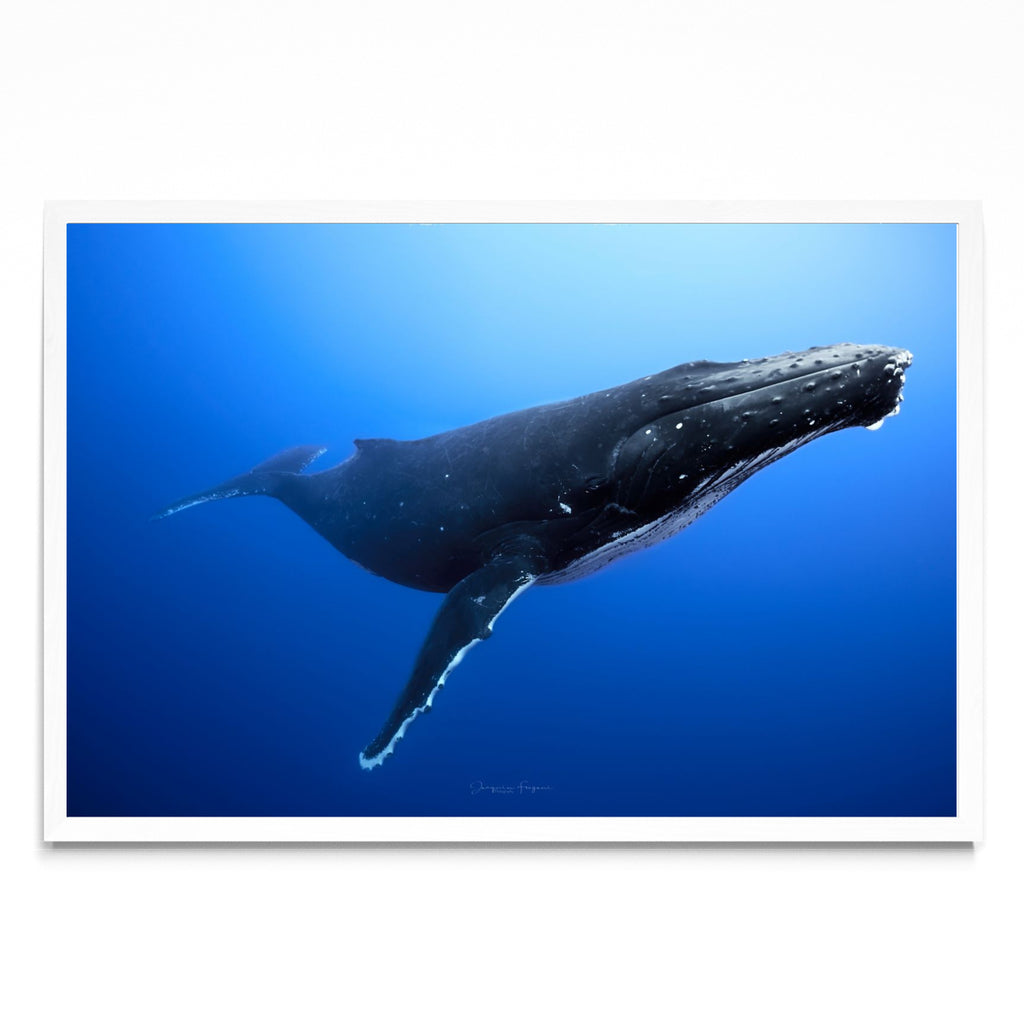 Humpback - FotoH BL