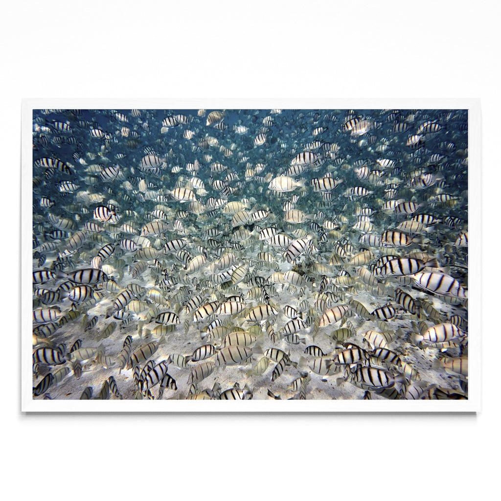 Fish party - FotoH BL