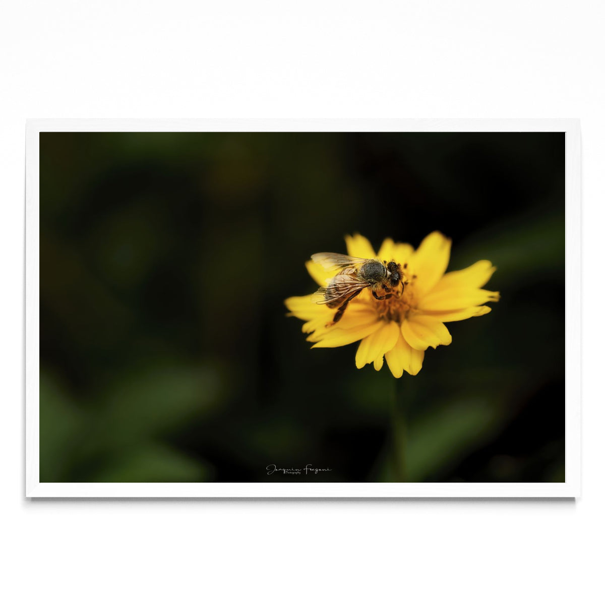 Bee - FotoH BL