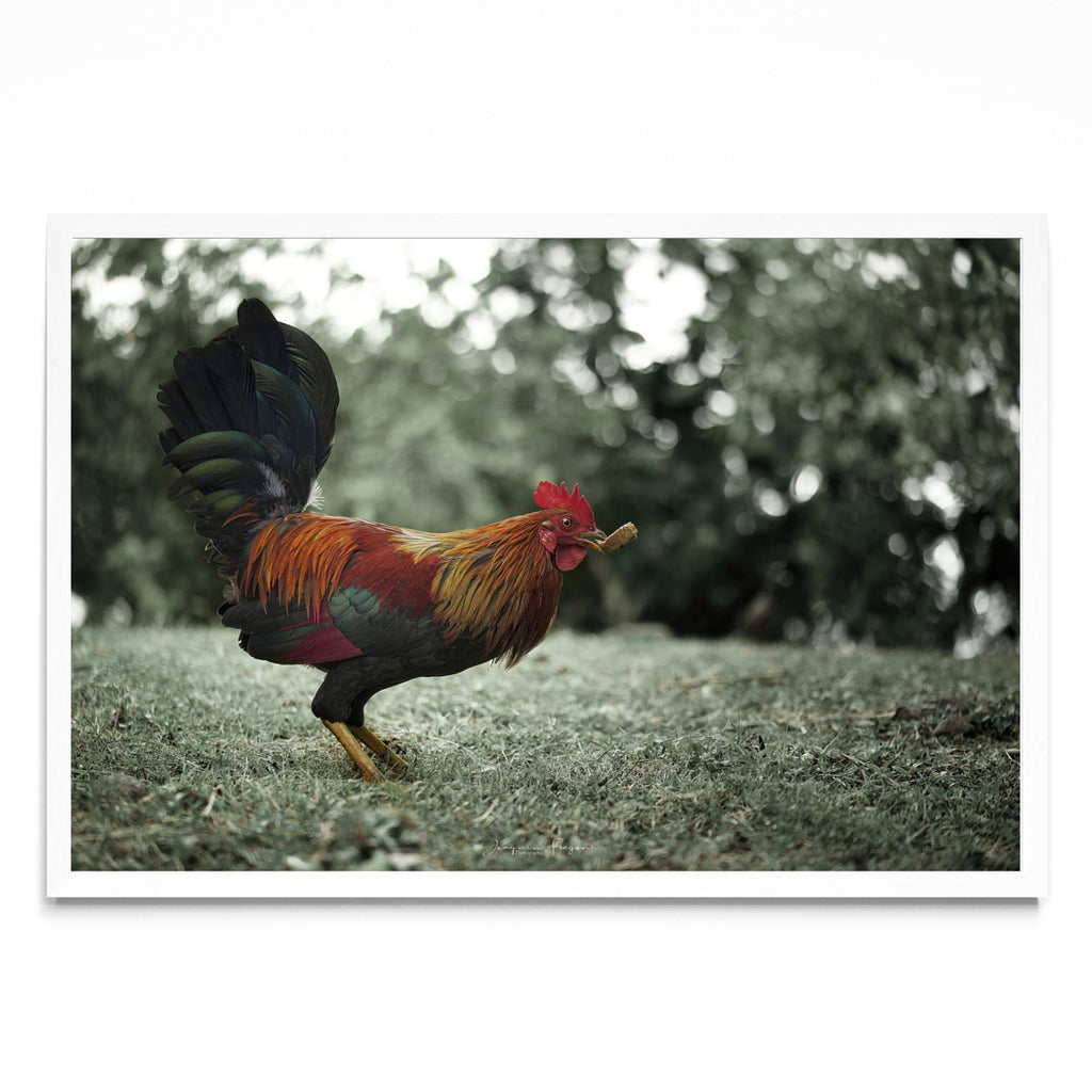 Rooster - FotoH BL