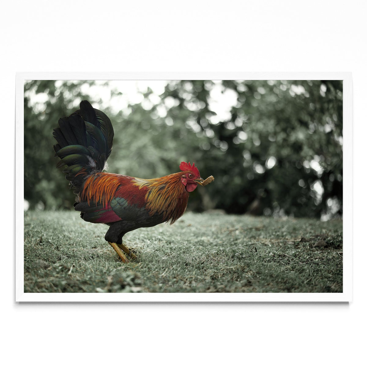 Rooster - FotoH BL