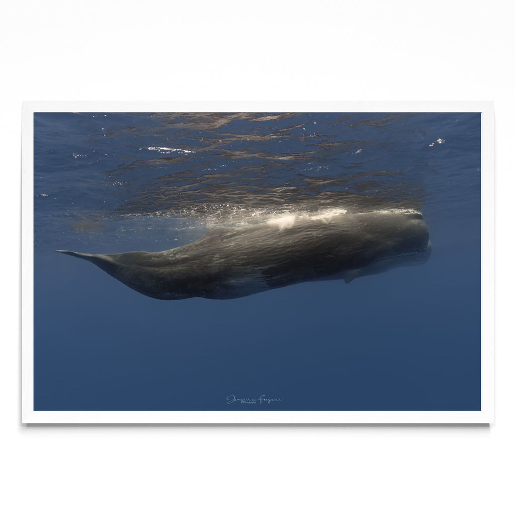 Sperm whales - FotoH BL
