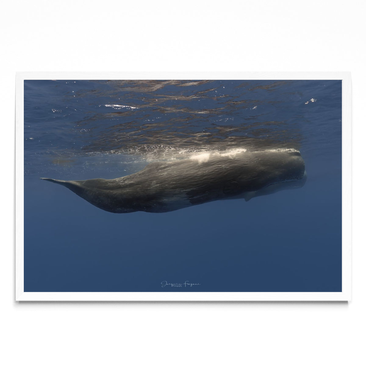 Sperm whales - FotoH BL