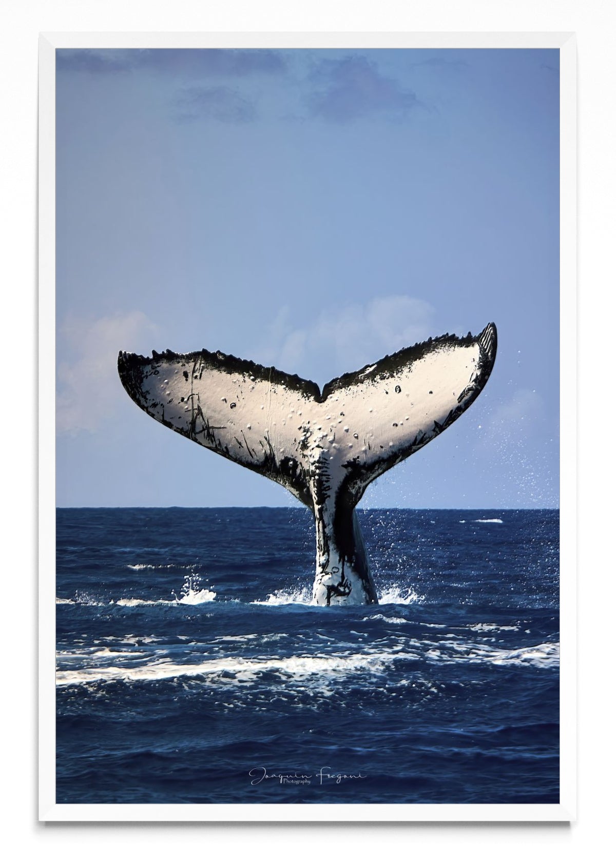 Ballena - FotoV BL