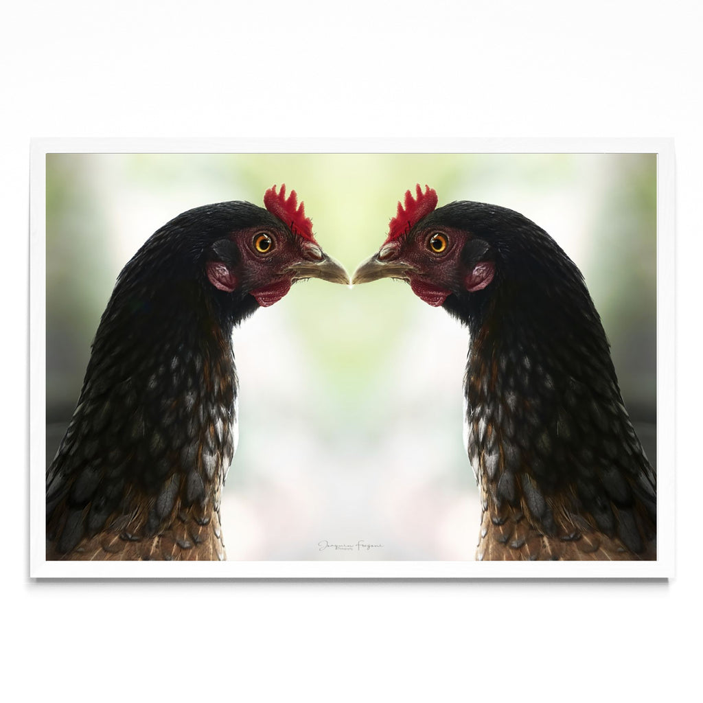Roosters - FotoH BL